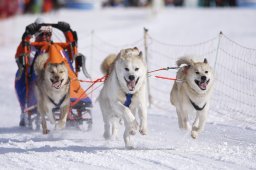 Lenk 2013